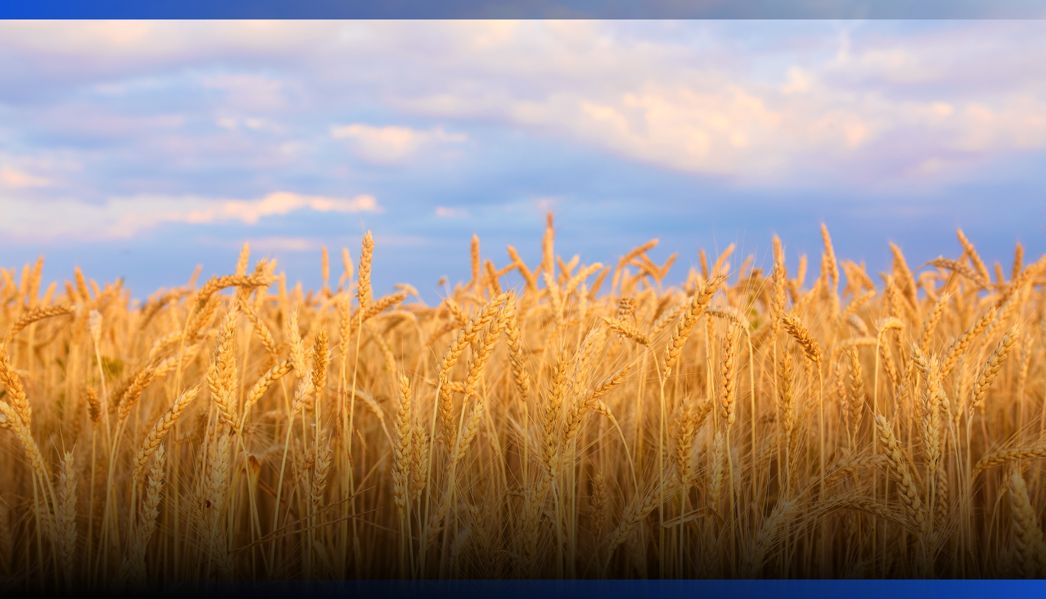 Image for В Жамбылской области засеют более 623 тыс. гектаров сельхозкультур